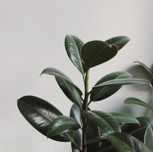 ficus elastica